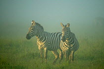Common Zebras {Equus quagga} misty morning, Masai Mara, Kenya