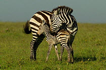 Newborn Common zebra foal and mother {Equus quagga} Masai Mara, Kenya