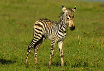 Common Zebra foal {Equus quagga} Masai Mara, Kenya