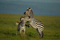 Common Zebra stallions fighting {Equus quagga} Masai Mara, Kenya