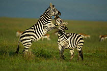 Common Zebra stallions fighting {Equus quagga} Masai Mara, Kenya
