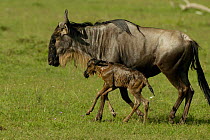 Newborn wildebeest taking first steps beside mother {Connochaetes taurinus} Masai Mara, Kenya, Africa