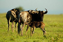 Newborn wildebeest suckling mother {Connochaetes taurinus} Masai Mara, Kenya, Africa