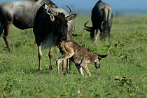 Newborn baby wildebeest trying to stand {Connochaetes taurinus} Masai Mara, Kenya, Africa