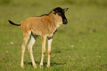 Newborn wildebeest {Connochaetes taurinus} Masai Mara, Kenya, Africa
