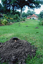 European mole emerging from hole in garden {Talpa europaea} UK