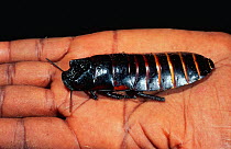 Hissing cockroach in hand {Gromphadorhina sp} Madagascar