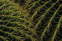 Close up of spines of Golden barrel cactus {Echinocactus grusonii}