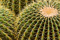 Golden barrel cactus close up {Echinocactus grusonii} Milwaukee Botanical Gardens, USA