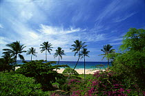 N-7208 View through coastal vegetation to beach and sea in Hapuna Beach State Park, Kohala Coast, Big Island, Hawaii