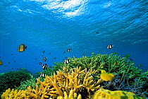 N-11405 Underwater coral reef landscape with tropical fish