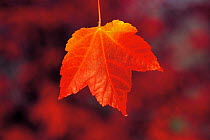 N-8203 Single Autumn maple leaf, Ohio, USA