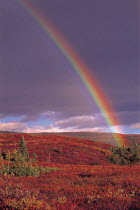 Y-11002 Rainbow over tundra landscape, Alaska, USA