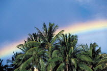 Y-11103 Rainbow over coconut palm trees, Japan