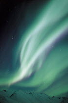Y-10504 Northern lights / Aurora borealis, above Brooks Range, Alaska, USA