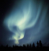 Y-10501 Northern lights / Aurora borealis above coniferous forest Alaska, USA.