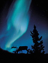 Y-10502 Northern lights / Aurora borealis above feeding Reindeer, Alberta, Canada