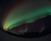 Y-23406 Northern lights / Aurora borealis Alberta, Canada