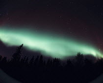 Y-23408 Northern lights / Aurora borealis over forest