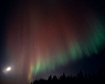 Y-23407 Northern lights / Aurora borealis over forest, Brooks Range, Alaska, USA.