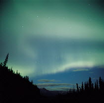 Y-10601 Northern lights / Aurora borealis over forest