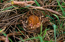 Dormouse sleeping in nest {Muscardinus avellanarius} Somerset, UK