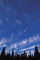 Y-6302 Cirrus clouds in blue sky above conifer forest, Wells Gray Park, British Columbia, Canada