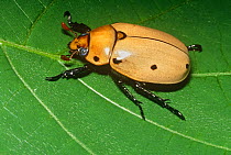 Grapevine beetle (Pelidnota punctata) Philadelphia, USA