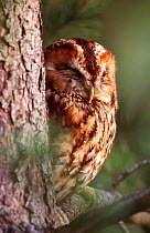 Female Tawny owl asleep in tree {Strix aluco} brown phase, Angus, Scotland, captive