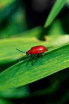 Lily leaf beetle {Lilioceris lilii} Holstebro, Denmark