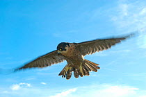 Peregrine falcon in flight {Falco peregrinus} Captive, England, UK. Peregrines have been recorded at speeds of 217mph in an attack dive - more than nine times the maximum speed of a human (27mph). Per...