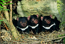 Tasmanian devil {Sarcophilus harrisii} young outside the den, Tasmania, Australia. Endangered species.