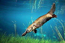 Platypus {Ornithorhynchus anatinus} swimming underwater, Australia. Digital composite