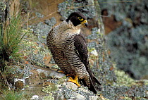 Female Peregrine falcon portrait {Falco peregrinus}  Australia