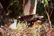 Wedge-tailed eagle at nest with chick {Aquila audax} New South Wales, Australia