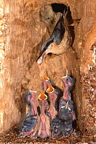 White breasted nuthatch feeding young {Parus caeruleus}  Digital composite