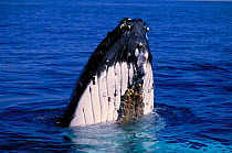Humpback whale spy hopping {Megaptera novaeangliae}  Australia