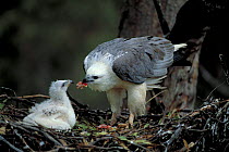 White bellied sea eagle feeding chick at nest {Haliaeetus leucogaster} Australia