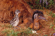 Emu on nest with young chick {Dromaius novaehollandiae} Australia