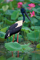 Black necked stork wading {Ephippiorhynchus asiaticus} Australia