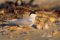 Little tern with young chicks {Sternula albifrons} Australia