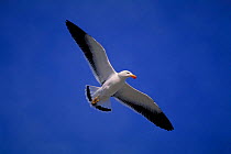 Pacific gull in flight {Larus pacificus} Australia