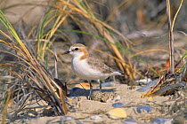 Red-capped plover with eggs at nest {Charadrius ruficapillus}  Australia