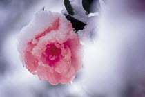 N-18306 Camelia Sasaanqua flower in snow, Japan.