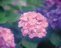 N-18303 Pink Hydrangea flower, Japan.