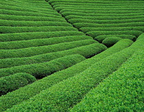 N-19208 Field of Tea plants, Japan.