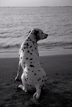 ic-03403 Dalmation sitting on beach looking out to sea.