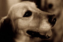 ic-03404 Labrador portrait.