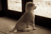 ic-03408 Puppy looking out of window.