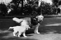 ic-03503 Dog with school bag taking puppy to school.